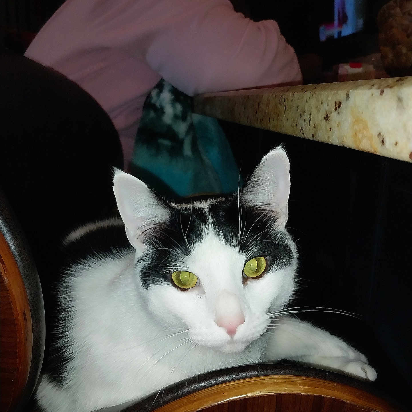 Ali is registered to the contest to win money with this photo: animal, black_and_white, cat, chair, countertop, domestic, ears, face, feline, fur, granite, indoor, person, pet, pink_shirt, relaxing, resting, whiskers, wood, yellow_eyes