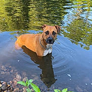 Taïko participe au concours pour gagner de l'argent avec cette photo : dog, water, river, rocks, green_plants, reflection, trees, collar, outdoor, nature, animal, canine, calm, shallow_water, ripples, summer, daylight, pet, mammal, landscape