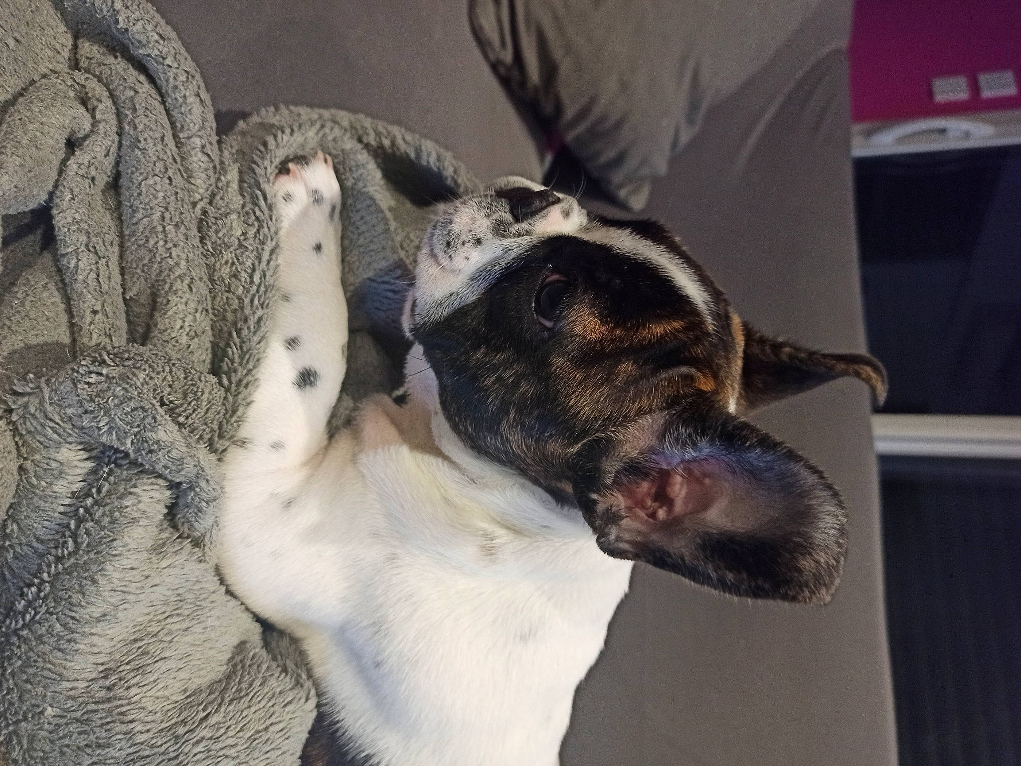 Raven participe au concours pour gagner de l'argent avec cette photo : canidae, carnivore, comfort, companion_dog, dog, dog_breed, fawn, fur, jaw, paw, snout, sporting_group, vertebrate, whiskers, working_animal, working_dog