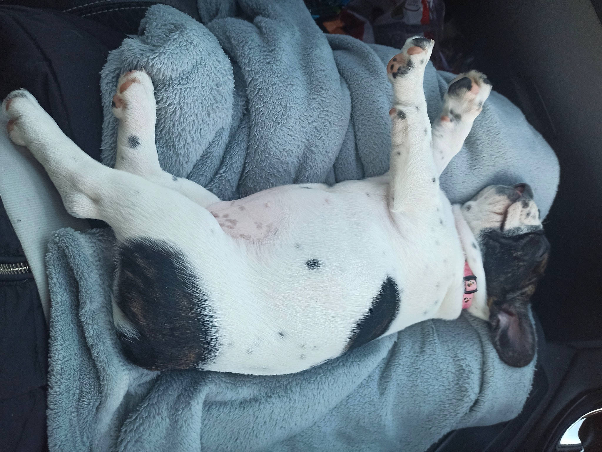 Raven a rejoint le concours — aidez-le/la à gagner de superbes lots ! canidae, carnivore, companion_dog, dog, dog_breed, non_sporting_group, paw, snout, sporting_group, tail, terrier, working_animal, working_dog