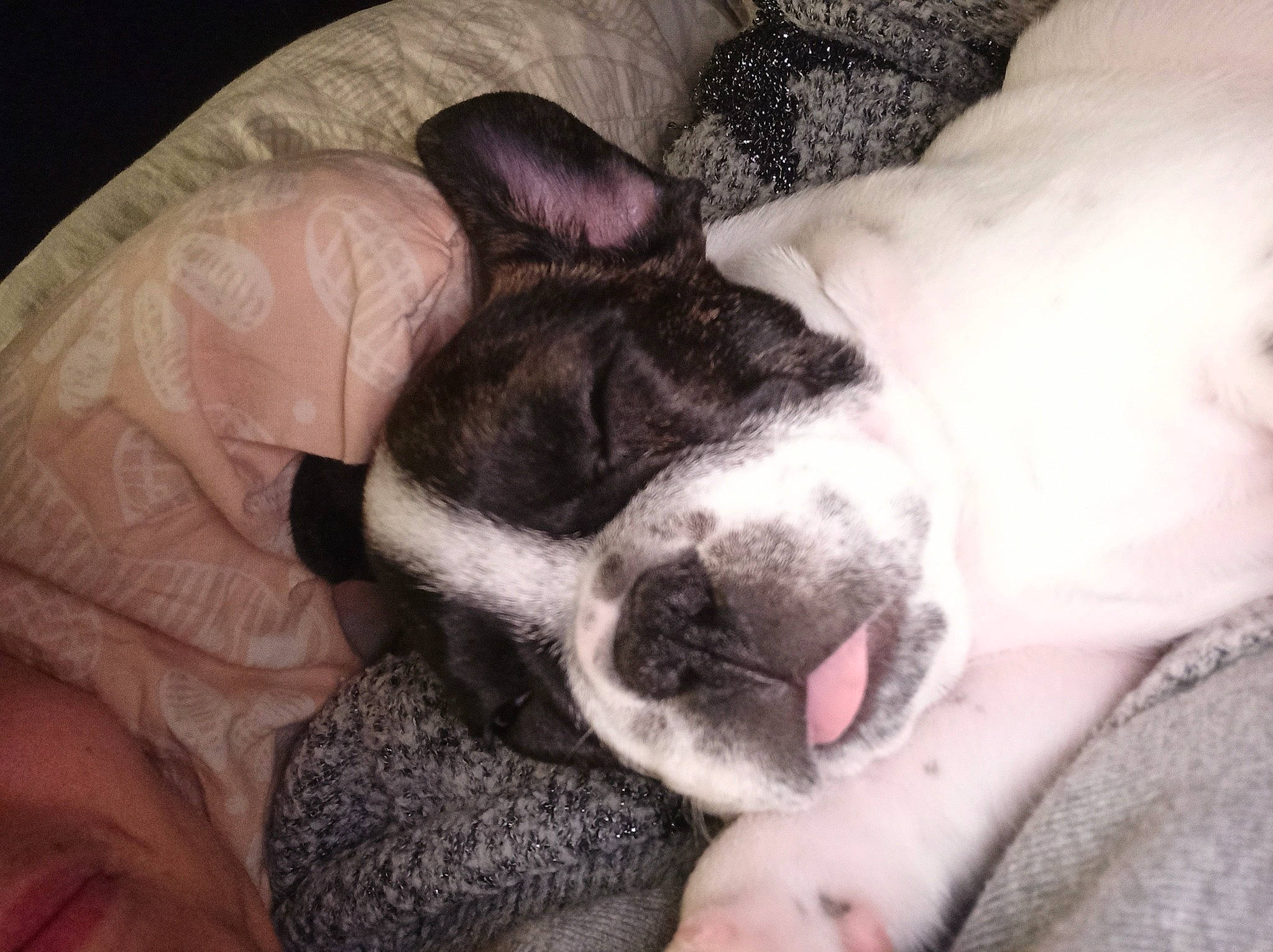 Raven participe au concours pour gagner de l'argent avec cette photo : boston_terrier, canidae, carnivore, comfort, companion_dog, dog, dog_breed, fawn, nap, non_sporting_group, puppy_love, sleep, snout, working_animal, working_dog