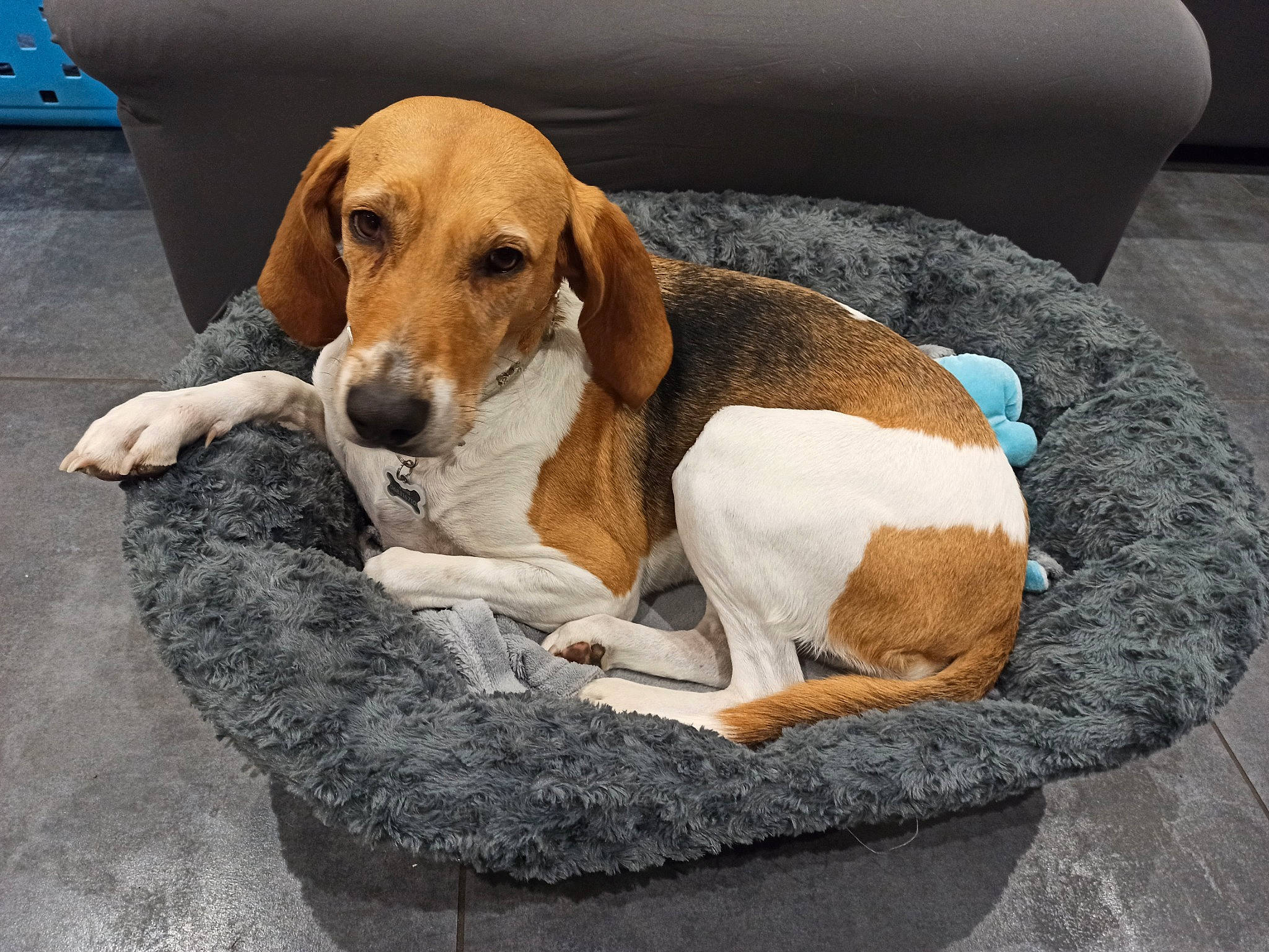 Julia a rejoint le concours — aidez-le/la à gagner de superbes lots ! beagle, canidae, carnivore, comfort, companion_dog, dog, dog_bed, dog_breed, dog_supply, fawn, fur, home_accessories, hound, liver, pet_supply, scent_hound, snout, sporting_group, vertebrate, working_animal