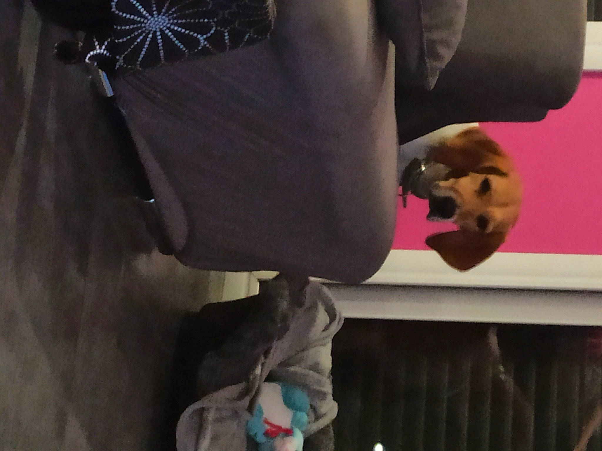 Julia a rejoint le concours — aidez-le/la à gagner de superbes lots ! bicycle_wheel_rim, bicycles_equipment_and_supplies, canidae, carnivore, companion_dog, dog, dog_breed, non_sporting_group, sporting_group, working_dog