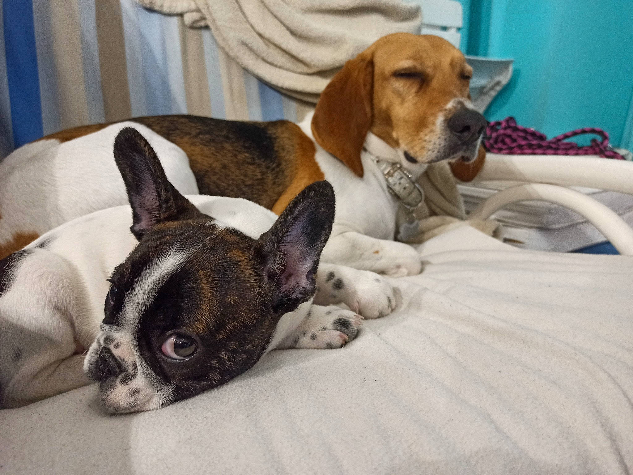 Julia a rejoint le concours — aidez-le/la à gagner de superbes lots ! beaglier, canidae, carnivore, comfort, companion_dog, dog, dog_breed, fawn, hound, linens, mammal, paw, pet_supply, scent_hound, snout, terrestrial_animal, toy_dog, vertebrate, whiskers, working_animal