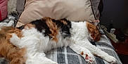 Lucy joined the competition — help win amazing prizes! cat, calico, sleeping, fluffy, paw, blanket, pillow, indoor, resting, cozy, pet, fur, animal, relaxation, soft, mammal, cute, domestic, comfort, home
