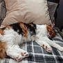 cat, calico, sleeping, fluffy, paw, blanket, pillow, indoor, resting, cozy, pet, fur, animal, relaxation, soft, mammal, cute, domestic, comfort, home