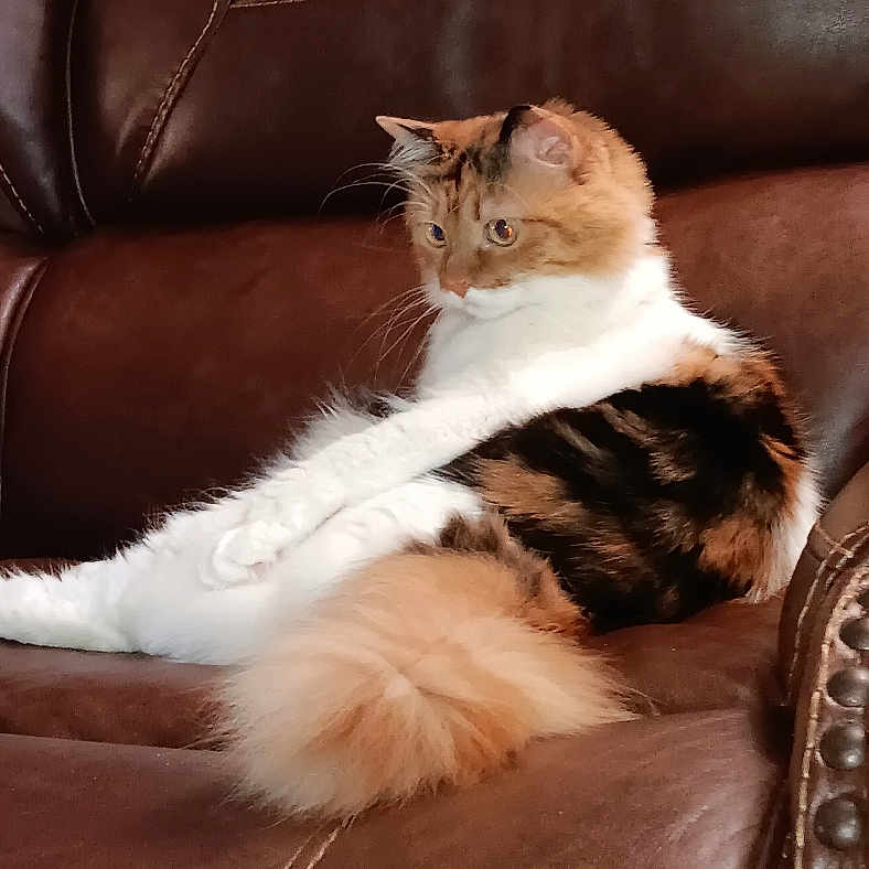 Lucy is registered to the contest to win money with this photo: animal, calico, cat, couch, cozy, curious, domestic, feline, fluffy, fur, home, indoor, leather, lounging, pet, relaxed, resting, seated, tail, whiskers