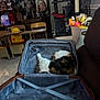 Lucy is registered to the contest to win money with this photo: cat, suitcase, indoor, furniture, plush_toys, chair, floor, tile_floor, storage_bin, stuffed_animals, sleeping_cat, calico_cat, open_suitcase, home_interior, wooden_chair, yellow_plush, dark_sofa, relaxing_pet, cozy, cluttered_room
