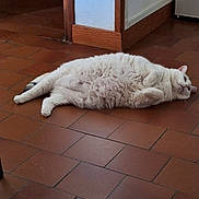 Bastet participe au concours pour gagner de l'argent avec cette photo : cat, white_cat, fluffy, lying_down, floor, terracotta_tiles, indoor, relaxed, pet, animal, curious, domestic_cat, home, resting, fur, cute, whiskers, paws, sideways, quiet