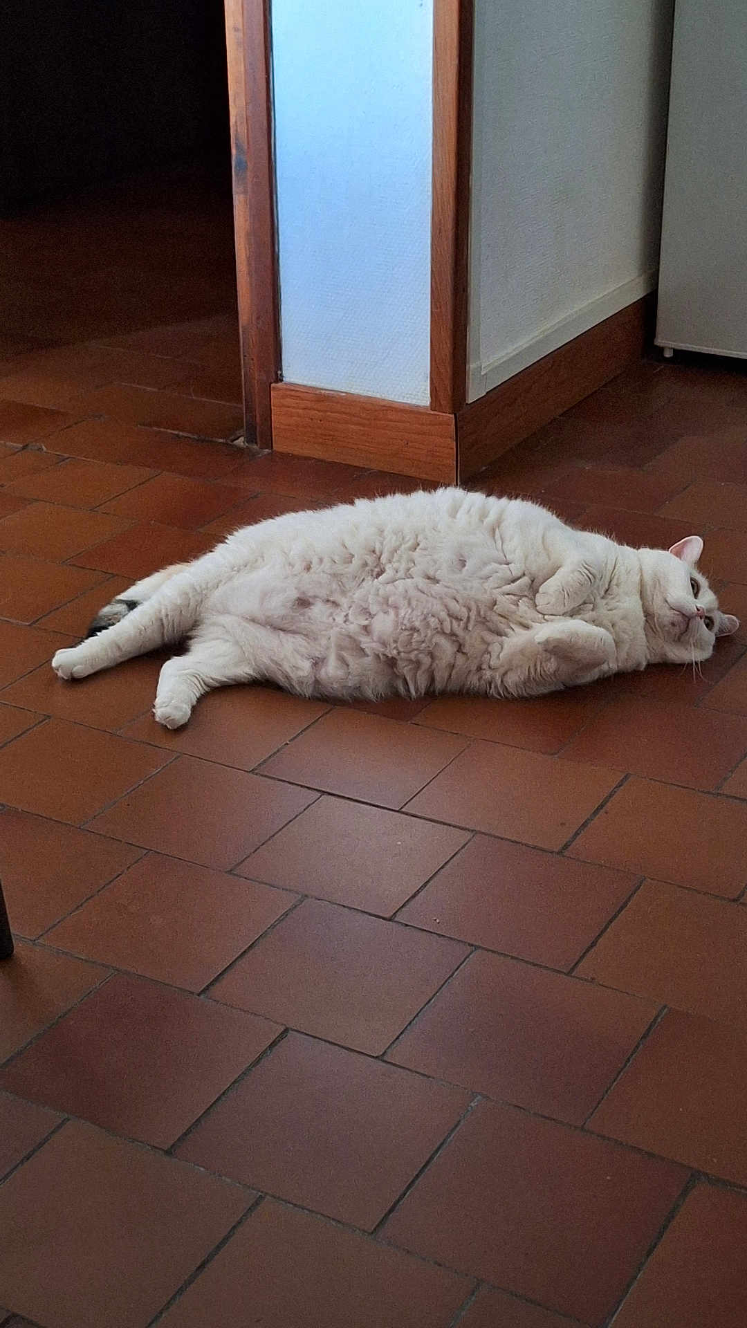 Bastet participe au concours pour gagner de l'argent avec cette photo : cat, white_cat, fluffy, lying_down, floor, terracotta_tiles, indoor, relaxed, pet, animal, curious, domestic_cat, home, resting, fur, cute, whiskers, paws, sideways, quiet