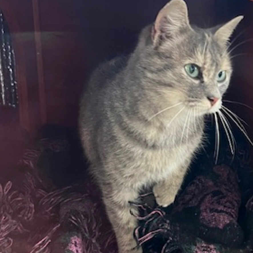 Athena participe au concours pour gagner de l'argent avec cette photo : animal, blanket, cat, cozy, curious, cute, domestic_cat, feline, fringe, fur, gray_tabby, green_eyes, indoor, looking, pet, resting_place, side_view, small_space, whiskers, wooden_shelter