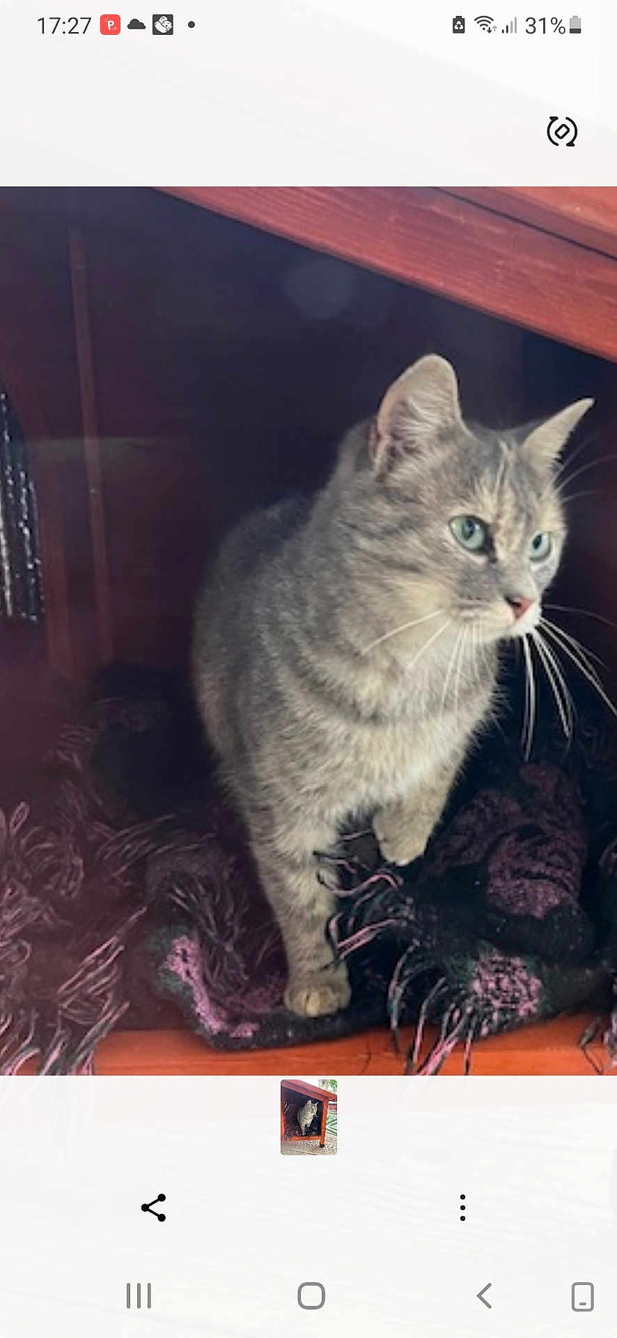 Athena participe au concours pour gagner de l'argent avec cette photo : cat, gray_tabby, green_eyes, whiskers, wooden_shelter, blanket, fringe, pet, animal, feline, indoor, curious, cozy, resting_place, fur, cute, small_space, looking, side_view, domestic_cat