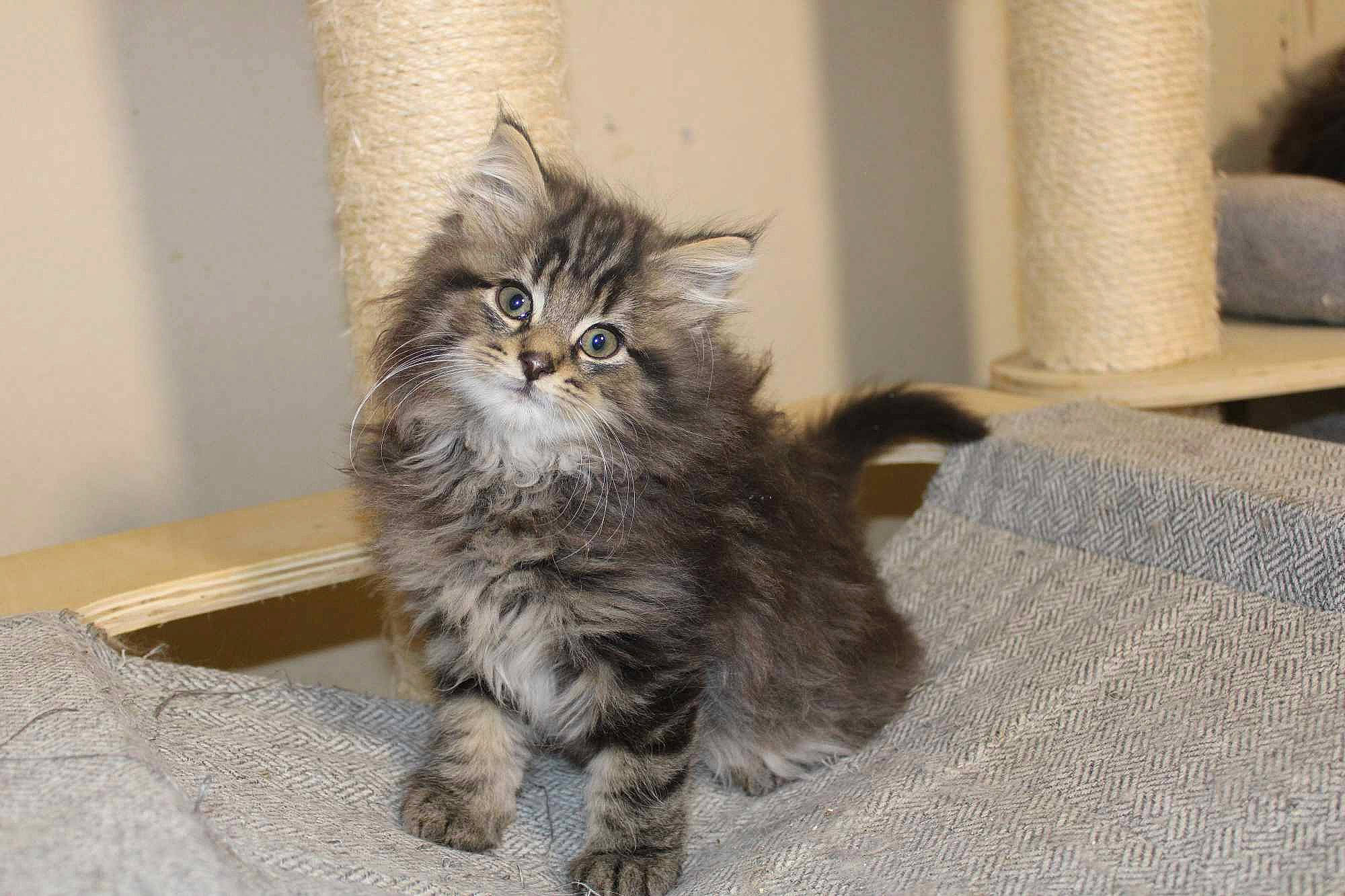 Uranus Du Bleu De Norvège