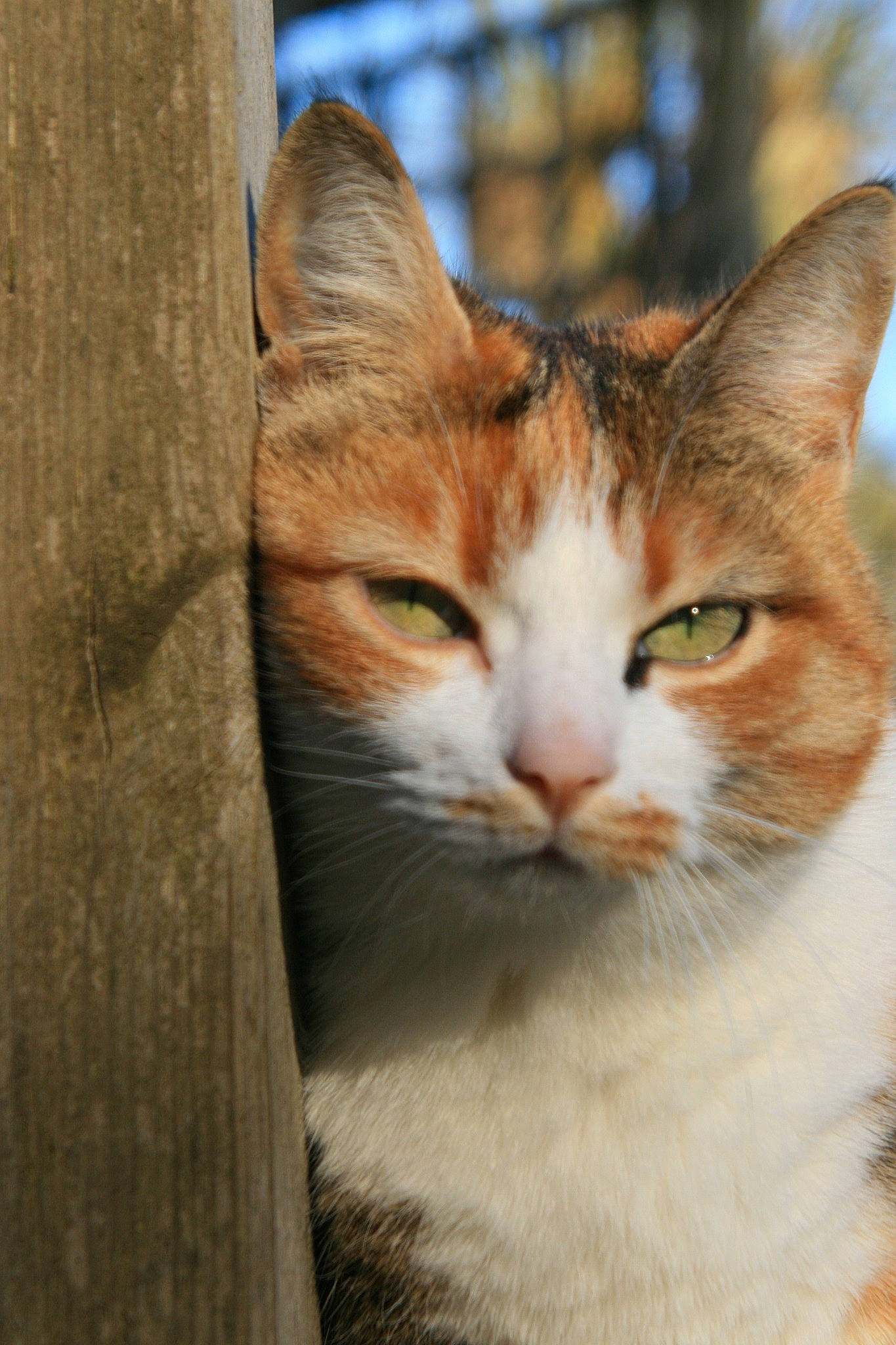 June participe au concours pour gagner de l'argent avec cette photo : aegean_cat, american_wirehair, arabian_mau, asian, carnivore, cat, domestic_short_haired_cat, european_shorthair, fawn, felidae, german_rex, kitten, mammal, ojos_azules, small_to_medium_sized_cats, snout, tabby_cat, tree, whiskers, wildlife