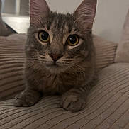 Zula Carmouche is registered to the contest to win money with this photo: animal, beige, cat, closeup, couch, curious, domestic, ears, face, feline, fur, home, indoor, looking, paws, pet, relaxed, tabby, texture, whiskers