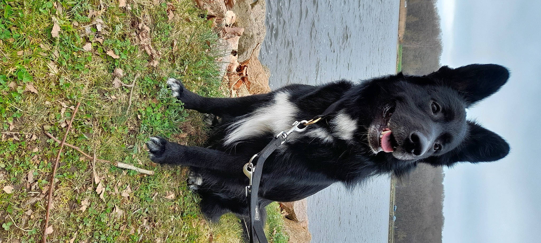 Falko a rejoint le concours — aidez-le/la à gagner de superbes lots ! canidae, carnivore, claw, collar, companion_dog, dog, dog_breed, dog_collar, fur, grass, leash, plant, snout, sporting_group, tail, terrestrial_animal, tree, water, whiskers, working_animal