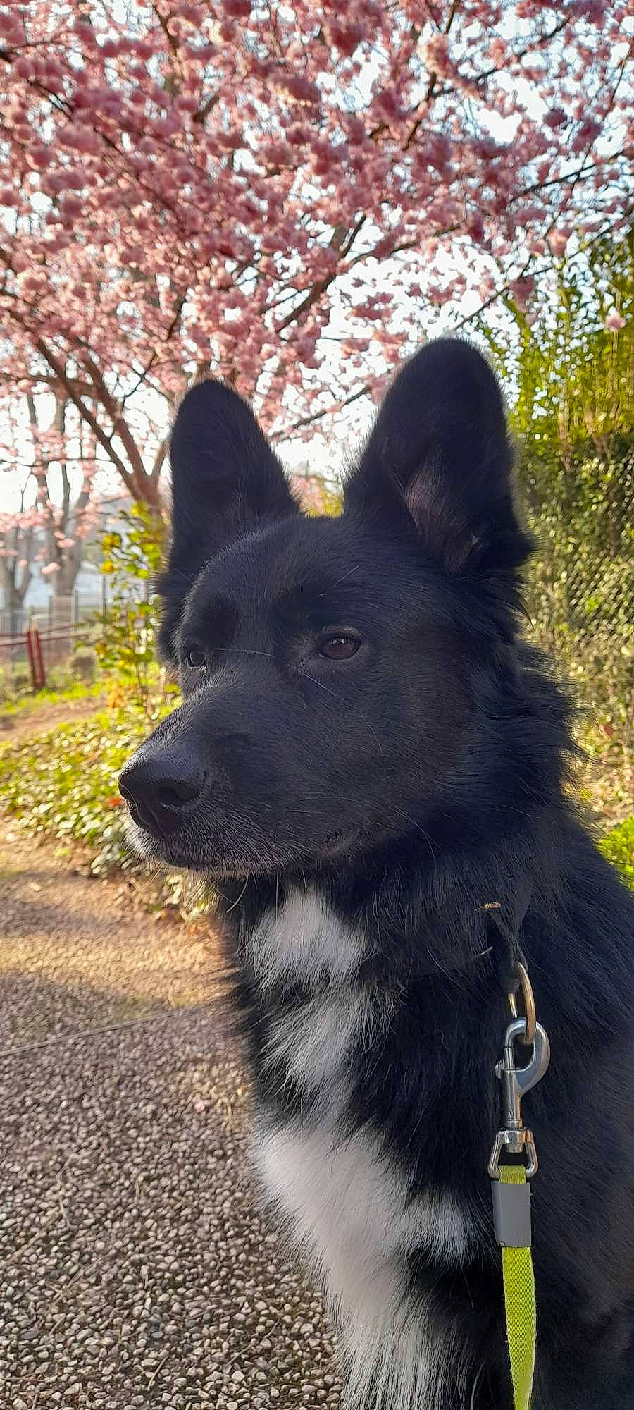 Falko a rejoint le concours — aidez-le/la à gagner de superbes lots ! canidae, carnivore, companion_dog, dog, dog_breed, dog_collar, electric_blue, fur, grass, herding_dog, mudi, plant, snout, sporting_group, tail, terrestrial_animal, tree, whiskers, working_animal, working_dog