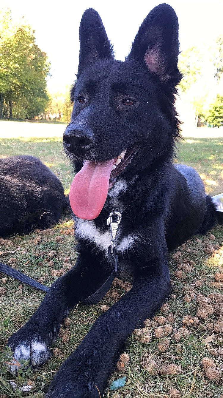 Falko a rejoint le concours — aidez-le/la à gagner de superbes lots ! belgian_shepherd, black_norwegian_elkhound, bohemian_shepherd, canidae, carnivore, croatian_sheepdog, dog, dog_breed, east_european_shepherd, king_shepherd, mammal, mudi, rare_breed_dog, russo_european_laika, shiloh_shepherd_dog, snout, vertebrate