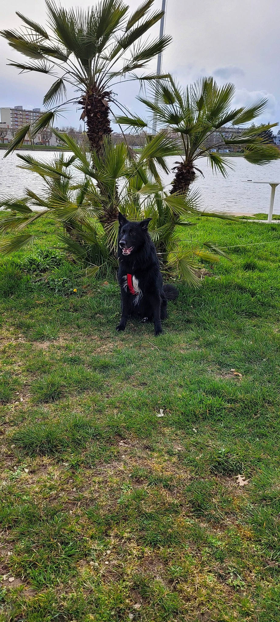 Sparky a rejoint le concours — aidez-le/la à gagner de superbes lots ! arecales, carnivore, companion_dog, dog, dog_breed, felidae, garden, grass, grassland, landscape, palm_tree, plant, shrub, sky, small_to_medium_sized_cats, sporting_group, tail, terrestrial_animal, terrestrial_plant, tree