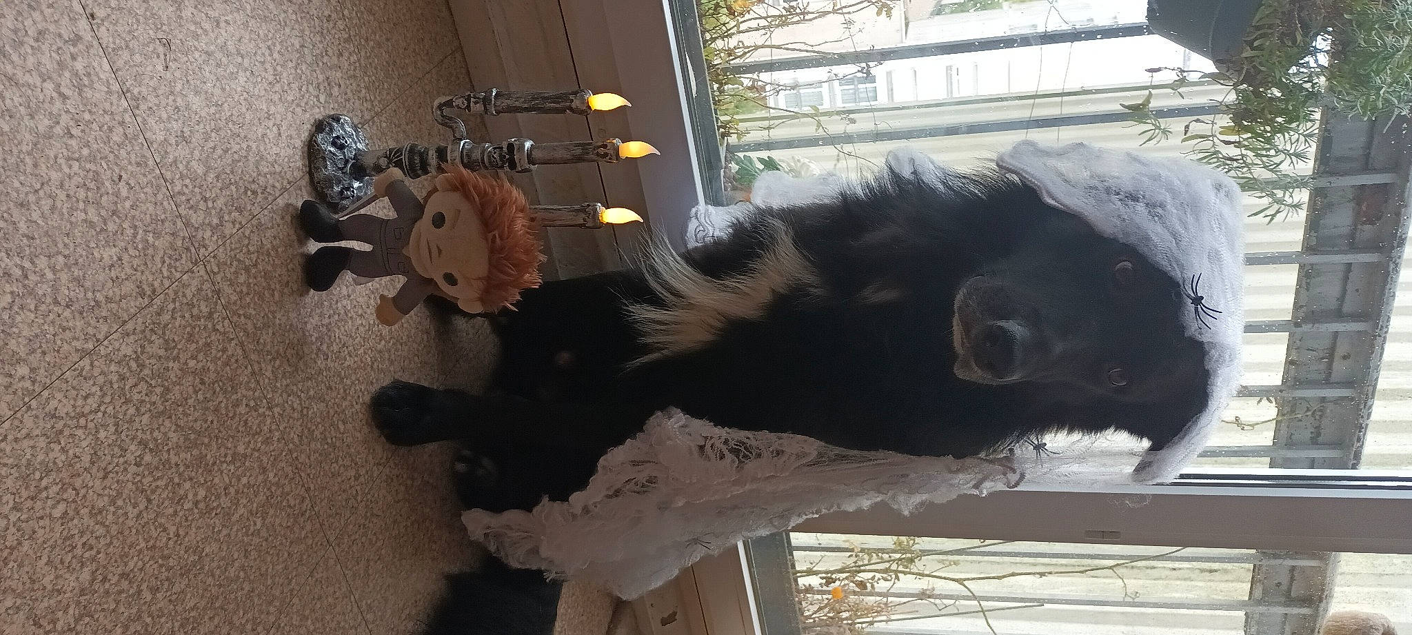 Sparky participe au concours pour gagner de l'argent avec cette photo : canidae, dog_breed, fur, natural_material, snout, sporting_group, tail, terrestrial_animal, tree, window, winter, wood, working_animal