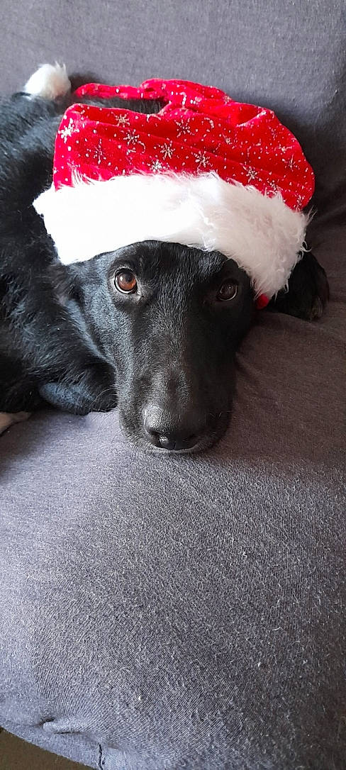 Sparky a rejoint le concours — aidez-le/la à gagner de superbes lots ! beanie, canidae, cap, carmine, carnivore, companion_dog, costume_hat, dog, dog_breed, event, fashion_accessory, fawn, fur, fur_clothing, hat, party_hat, snout, sporting_group, whiskers, working_animal