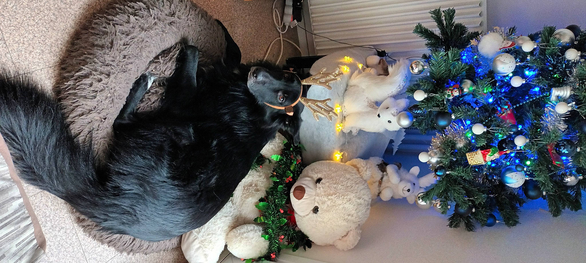 Sparky participe au concours pour gagner de l'argent avec cette photo : carnivore, cat, christmas, christmas_decoration, christmas_ornament, christmas_tree, conifer, dog_breed, event, felidae, fur, holiday, holiday_ornament, ornament, plant, tail, toy, tree, whiskers, white