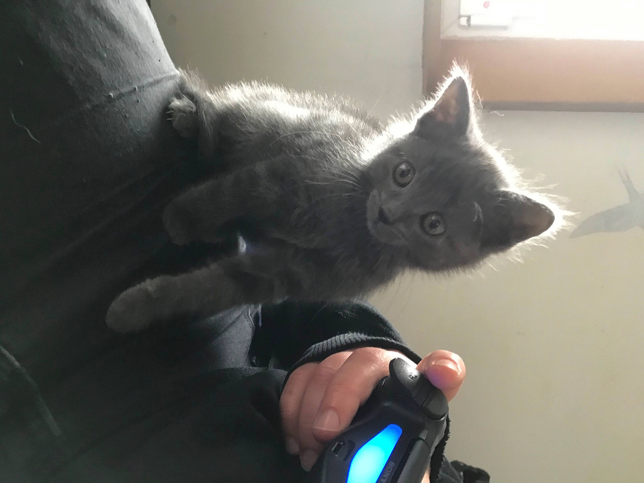 Yhorm participe au concours pour gagner de l'argent avec cette photo : black_cat, carnivore, cat, claw, comfort, domestic_short_haired_cat, electric_blue, felidae, flooring, fur, gesture, grey, human_leg, nail, paw, sitting, small_to_medium_sized_cats, snout, tail, whiskers