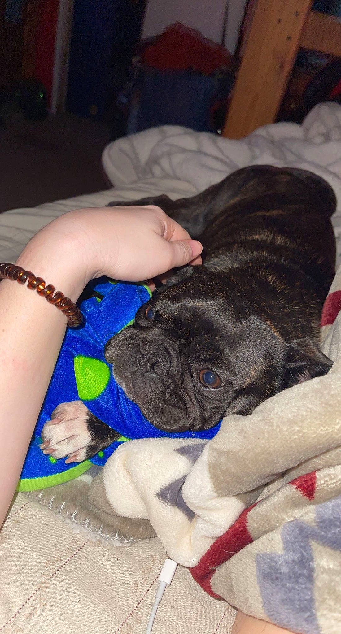 Beetle joined the competition — help win amazing prizes! canidae, carnivore, comfort, companion_dog, dog, dog_breed, dog_supply, electric_blue, fawn, fur, human_leg, jewellery, nail, paw, snout, sporting_group, tail, working_animal, wrinkle, wrist