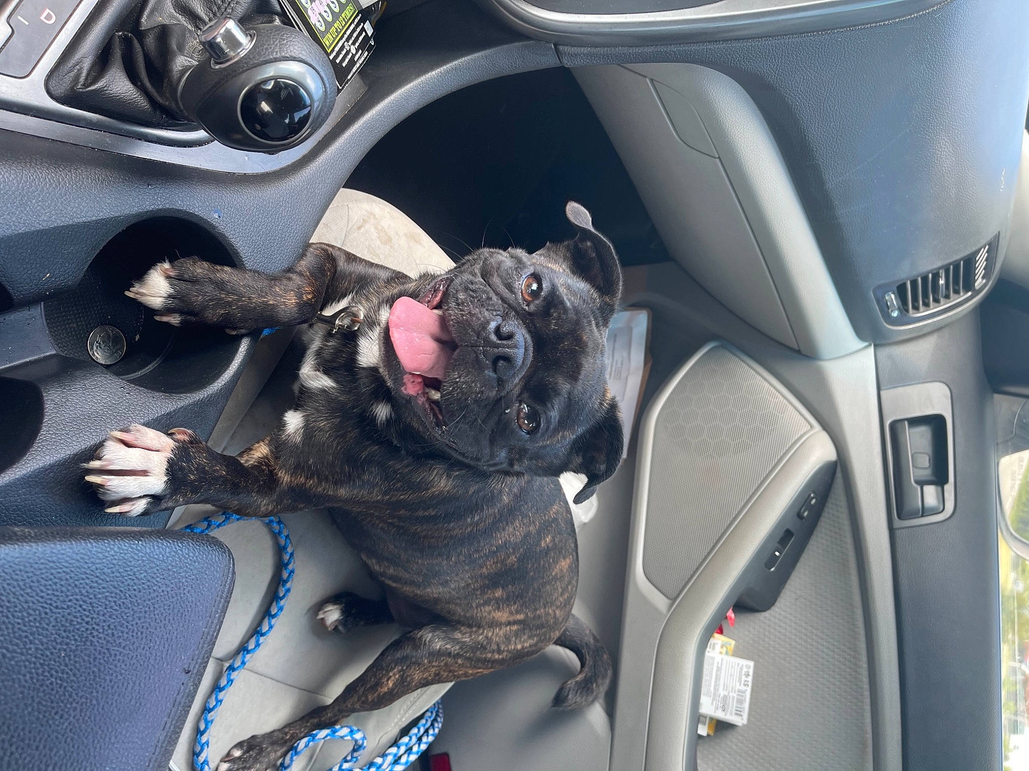 Beetle is registered to the contest to win money with this photo: auto_part, automotive_design, automotive_exterior, car, car_seat, car_seat_cover, carnivore, family_car, luxury_vehicle, mid_size_car, motor_vehicle, personal_luxury_car, plant, sport_utility_vehicle, steering_part, steering_wheel, trip_computer, trunk, vehicle, vehicle_door