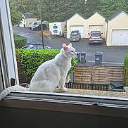 Mia participe au concours pour gagner de l'argent avec cette photo : alone, animal, bush, calm, car, cat, daytime, domestic_cat, fence, looking_away, nature, outdoor, pet, quiet, street, suburban, tree, white_cat, window, window_ledge