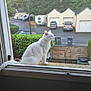 alone, animal, bush, calm, car, cat, daytime, domestic_cat, fence, looking_away, nature, outdoor, pet, quiet, street, suburban, tree, white_cat, window, window_ledge