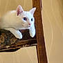 Mia participe au concours pour gagner de l'argent avec cette photo : animal, blue_eyes, cat, chair, close_up, curious, domestic_cat, ears, feline, fur, indoor, looking_away, paws, pet, resting, texture, wall, whiskers, white_cat, wooden_chair