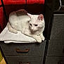 black_frame, calm, cat, cozy, curious, domestic, drawer, ears, fur, furniture, handle, household, indoor, paws, pet, red_wall, resting, towel, white_cat, wood_floor