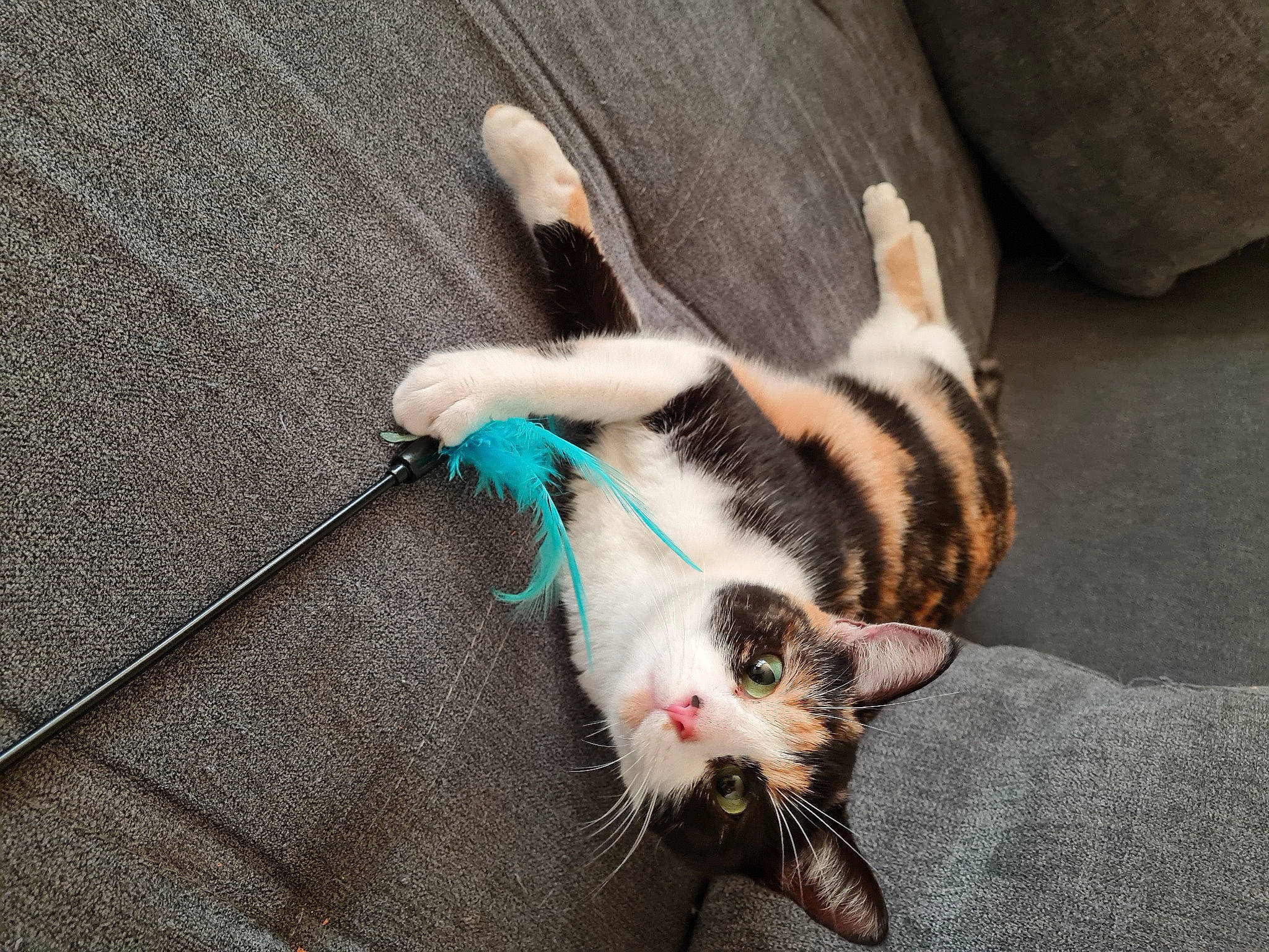 Saori participe au concours pour gagner de l'argent avec cette photo : canidae, carnivore, cat, claw, comfort, dog_breed, domestic_short_haired_cat, felidae, foot, fur, pattern, paw, small_to_medium_sized_cats, snout, tail, whiskers, woven_fabric