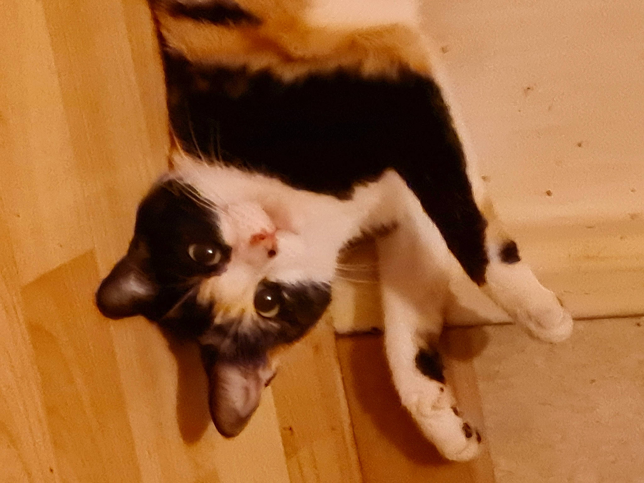 Saori participe au concours pour gagner de l'argent avec cette photo : carnivore, cat, claw, companion_dog, dog_breed, domestic_short_haired_cat, fawn, felidae, flooring, foot, fur, hardwood, paw, small_to_medium_sized_cats, snout, sporting_group, tail, toe, whiskers, wood