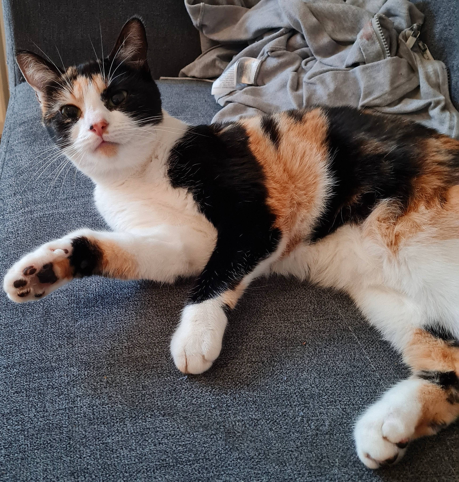 Saori a rejoint le concours — aidez-le/la à gagner de superbes lots ! carnivore, cat, claw, comfort, companion_dog, domestic_short_haired_cat, felidae, flooring, foot, fur, human_leg, lap, paw, sitting, small_to_medium_sized_cats, snout, tail, terrestrial_animal, whiskers, white