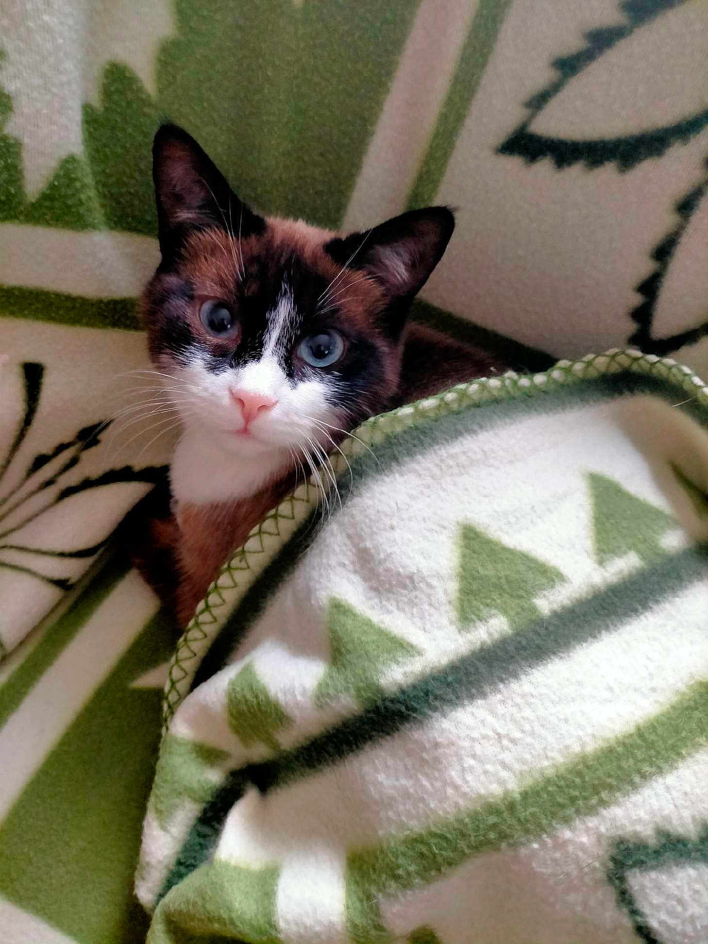 Mya