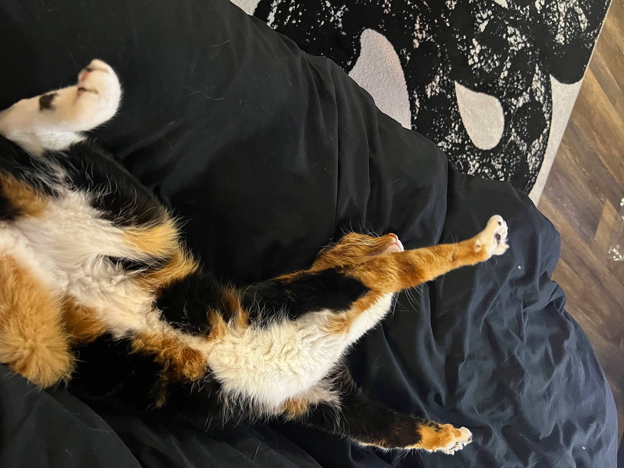 Sunday joined the competition — help win amazing prizes! bengal_tiger, carnivore, claw, comfort, dog_breed, domestic_short_haired_cat, felidae, fur, linens, pattern, paw, sleeve, small_to_medium_sized_cats, tail, terrestrial_animal, whiskers, wildlife