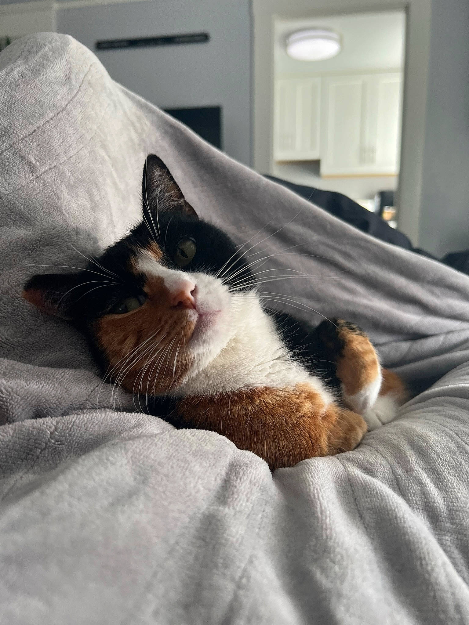 Sunday joined the competition — help win amazing prizes! bedding, blanket, carnivore, cat, comfort, domestic_short_haired_cat, felidae, fur, grey, linens, nap, paw, room, sleep, small_to_medium_sized_cats, snout, tail, whiskers