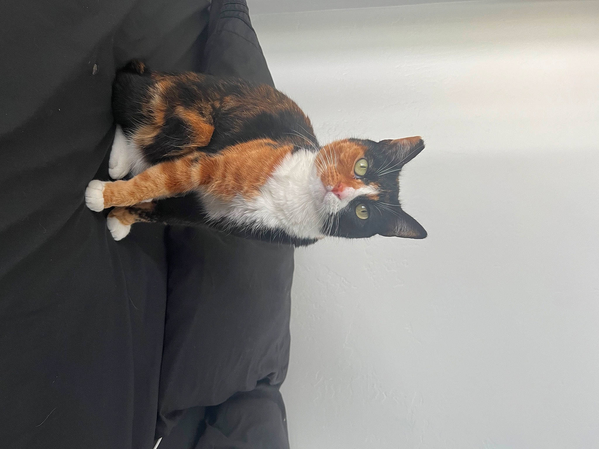 Sunday is registered to the contest to win money with this photo: canidae, carnivore, cat, claw, comfort, domestic_short_haired_cat, eyewear, felidae, fur, paw, small_to_medium_sized_cats, snout, sunglasses, tail, tree, whiskers, wildlife