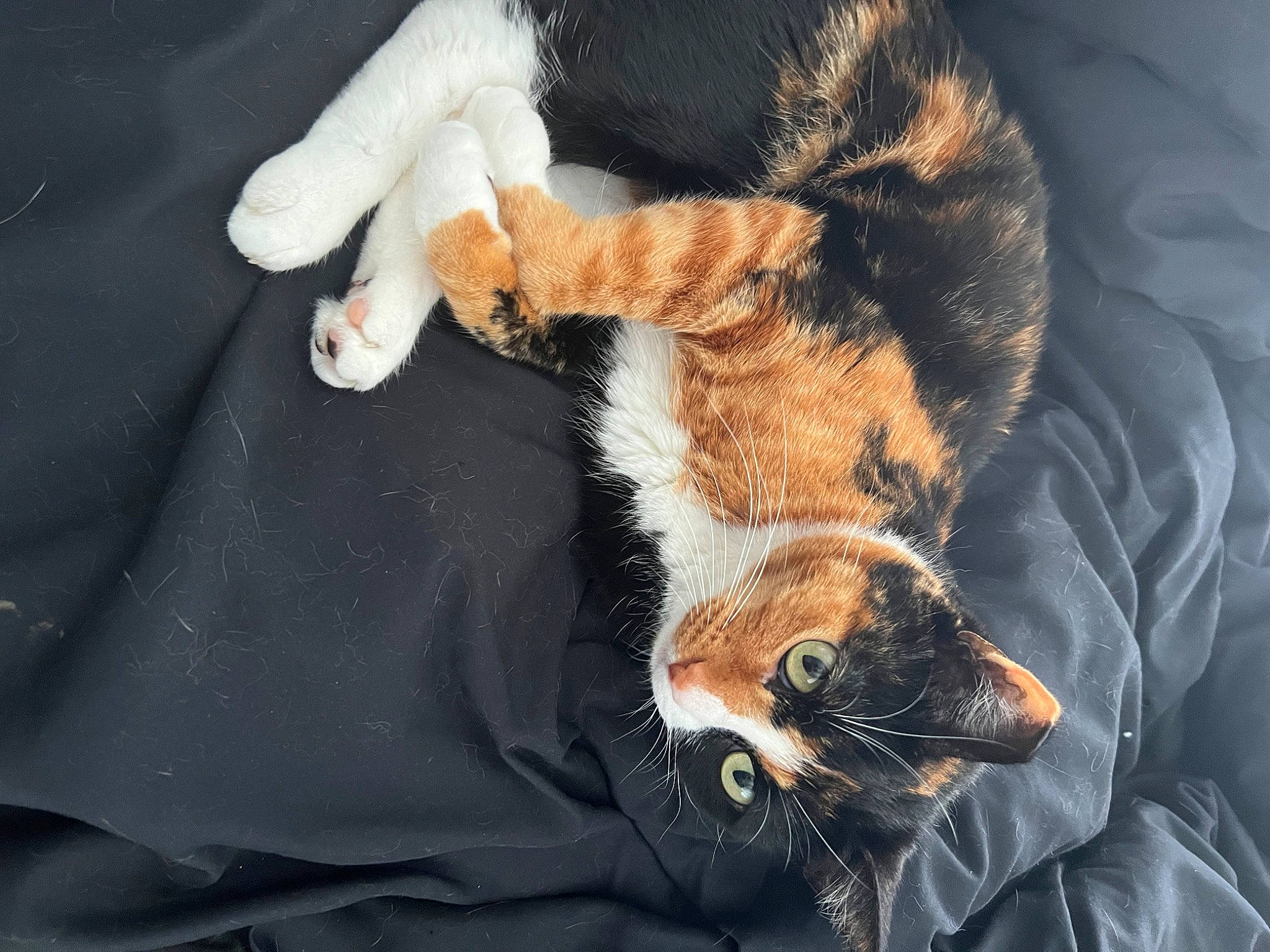 Sunday joined the competition — help win amazing prizes! canidae, carnivore, cat, comfort, companion_dog, dog_breed, fawn, felidae, gesture, human_leg, lap, leg, nail, small_to_medium_sized_cats, snout, sporting_group, tail, textile, tree, whiskers