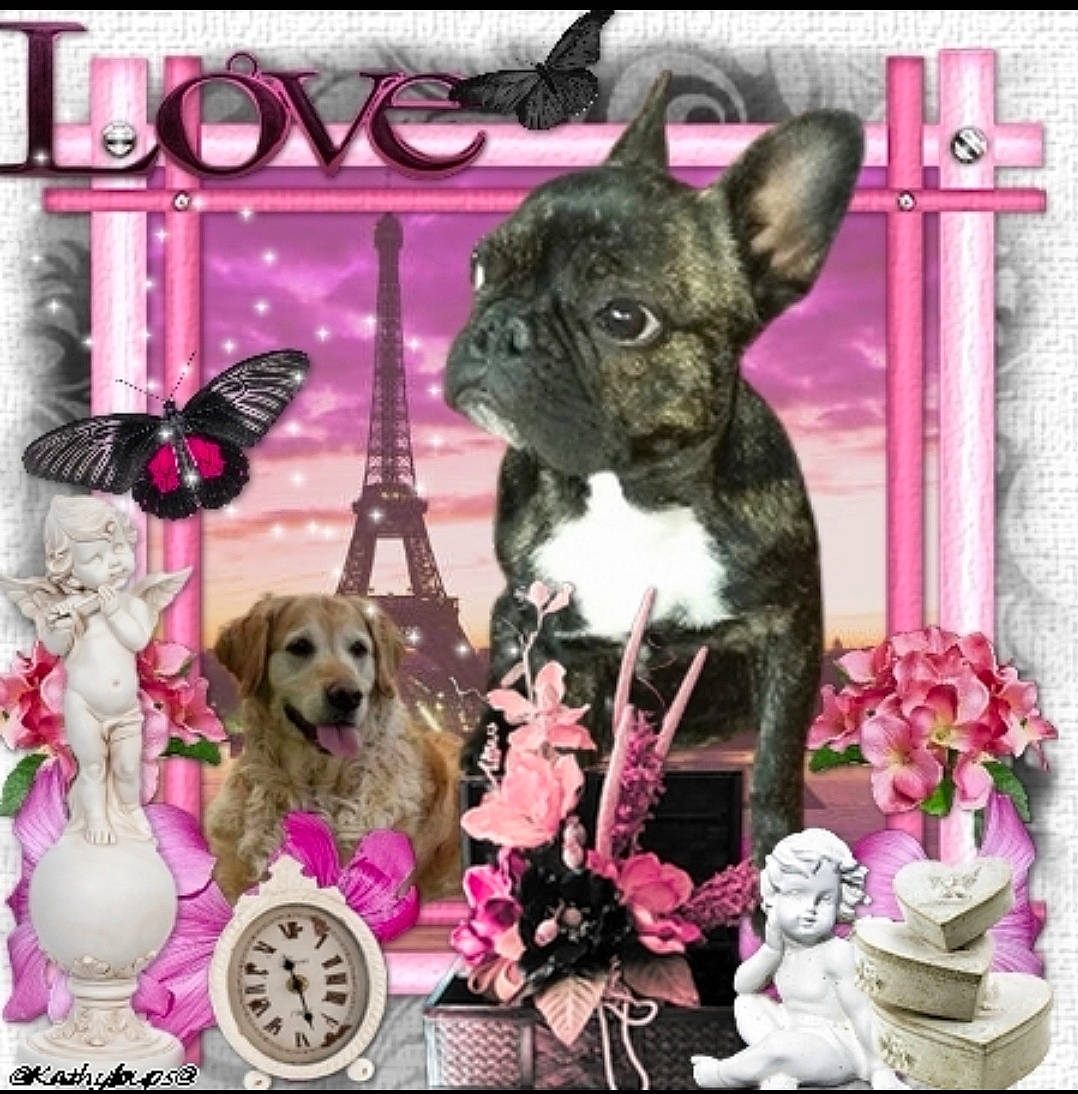 Maka participe au concours pour gagner de l'argent avec cette photo : art, butterfly, carnivore, collar, companion_dog, dog, dog_breed, dog_supply, fawn, font, linens, magenta, pattern, photo_caption, picture_frame, pink, purple, rectangle, toy, violet