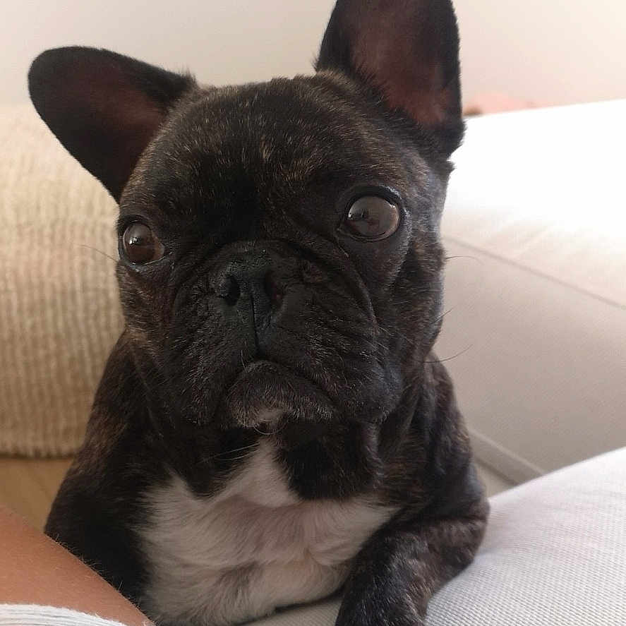 Maka participe au concours pour gagner de l'argent avec cette photo : animal, baby, bostonbull, boxer, bulldog, canine, couch, dog, frenchbulldog, furniture, person, pet, pitbull, puppy