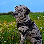 Romy a rejoint le concours — aidez-le/la à gagner de superbes lots ! dog, merle_coat, harness, wildflowers, meadow, green_grass, blue_sky, outdoor, animal, pet, canine, sitting, nature, summer, field, flora, alert, side_view, mammal, peaceful