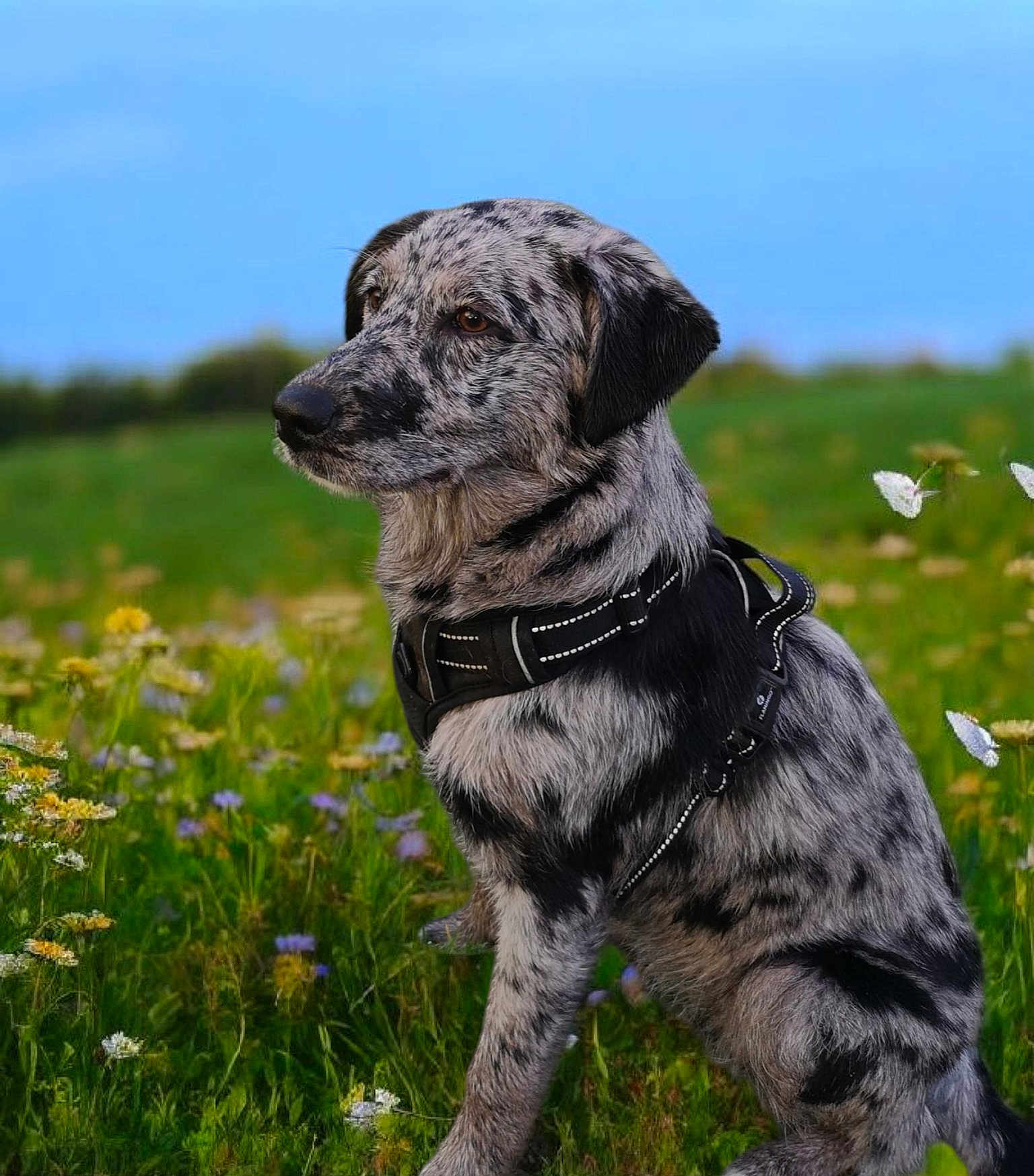 Romy a rejoint le concours — aidez-le/la à gagner de superbes lots ! dog, merle_coat, harness, wildflowers, meadow, green_grass, blue_sky, outdoor, animal, pet, canine, sitting, nature, summer, field, flora, alert, side_view, mammal, peaceful