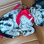 puppy, dog, sleeping, red_harness, car_seat, brown_seat, curled_up, pet, canine, resting, fur, black_and_white, spots, domestic_animal, animal, leash, close_up, indoors, cute, young_dog