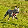 dog, running, grass, outdoor, sunlight, animal, playful, happy, pet, field, canine, red_harness, active, ears_up, tongue_out, motion, nature, summer, energetic, jumping