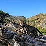 Gizmo is registered to the contest to win money with this photo: cat, tabby_cat, animal, pet, outdoor, nature, driftwood, log, sunlight, green_eyes, alert, mammal, fur, whiskers, tree, sky, blue_sky, scenic, landscape, wilderness
