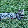 Gizmo is registered to the contest to win money with this photo: cat, grass, outdoor, animal, pet, leash, harness, spotted, feline, nature, alert, resting, sideways, greenery, domestic_cat, mammal, whiskers, ears, tail, closeup