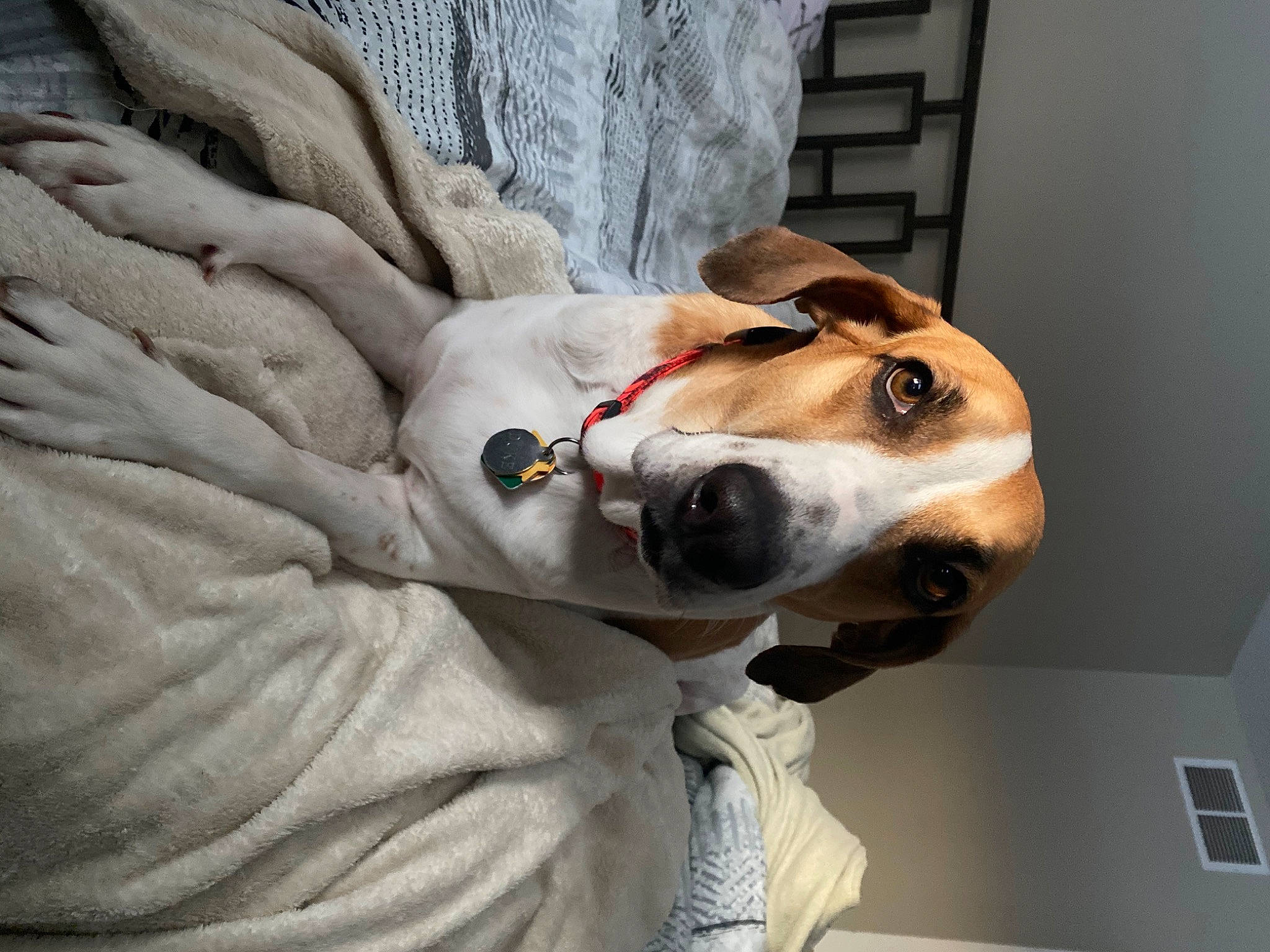 Duke is registered to the contest to win money with this photo: canidae, carnivore, collar, comfort, companion_dog, dog, dog_breed, dog_collar, dog_supply, ear, fawn, fur, linens, non_sporting_group, snout, sporting_group, whiskers, working_animal